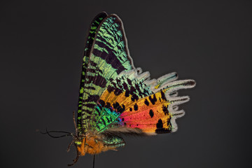 papillon Chrisiridia Rhipheus en macro