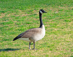 Goose taking a walk on the golf course