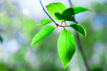 green leaf on tree