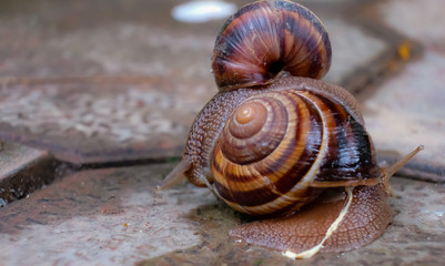 snail, shell, animal, nature, slow, isolated, brown, macro, slimy, garden, white, snails, mollusk, close-up, slug, spiral, crawling, animals, closeup, small, slime, helix, green, house
