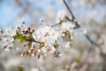 cherry tree blossom
