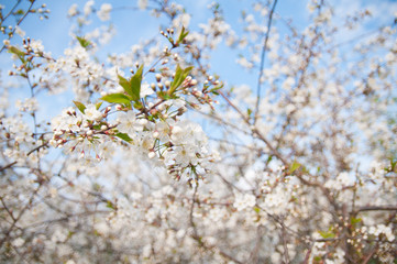 Obraz premium flowers in spring