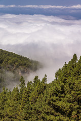 Dichte Wolken ziehen über die Kiefernwälder im Gebirge