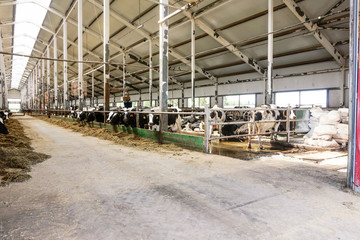 Modern farm cowshed with milking cows eating hay