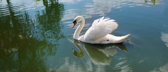 A beautiful white swan on the lake. Wide photo