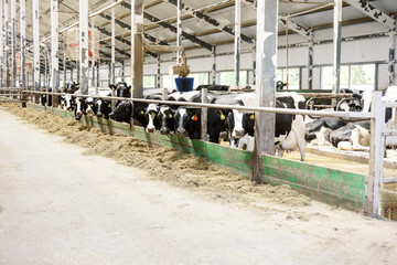 Modern farm cowshed with milking cows eating hay