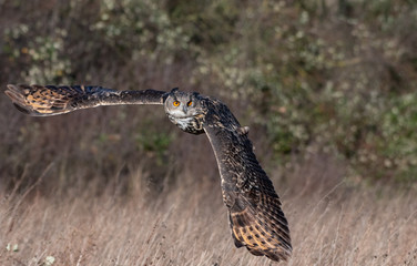 Eurasian Eagle Owl (Bubo bubo) flying in Gloucestershire, UK