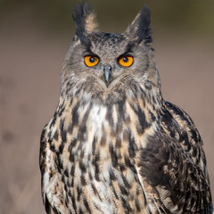 Close up portrait of an Eurasian Eagle Owl