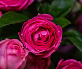flower, pink, nature, garden, plant, blossom, red, rose, flowers, spring, bloom, macro, petal, green, flora, beautiful, beauty, floral, summer, purple, leaves, color, leaf, white, violet