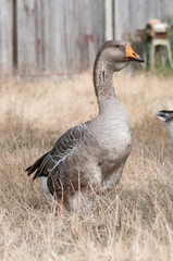 Naklejka na ściany i meble Gray goose standing on ground and looking aside