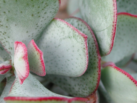 Crassula Arborescens