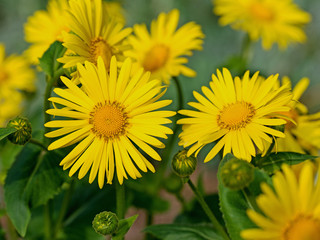 Blühender Gämswurz, Doronicum