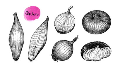 Ink sketch of onion. - obrazy, fototapety, plakaty