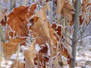Oszronione liście © amadeusz