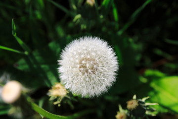 Löwenzahn Blüte, Pustblume mit weißen Schirmchen auf einer grünen Wiese