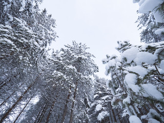 Winter landscape with snow in pine forest