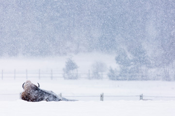 Bison or Aurochs in winter season in there habitat. Beautiful snowing