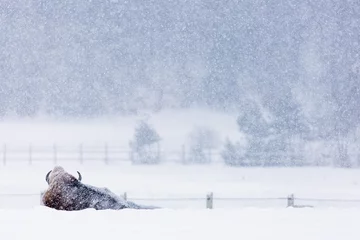 Fotobehang Bison or Aurochs in winter season in there habitat. Beautiful snowing © danmir12