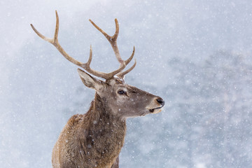 Portrait of a deer in winter season and snowing.