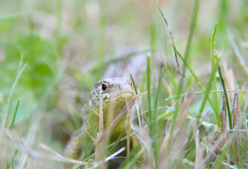 garden lizard