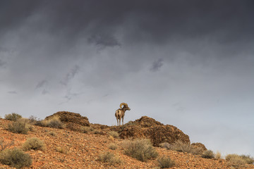 Bighorn sheep