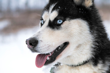 husky dog
