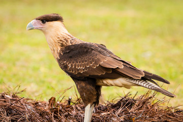 Crested Caracara