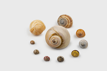 colorful big to small snail shells
