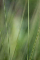 Blades of grass, soothing green, selective focus