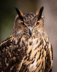 Naklejka premium Eurasian Eagle Owl