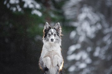 portrait of a dog in the winter in the forest. obedient marble border collie. Walking in nature with a pet