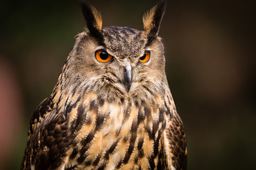 Eurasian Eagle Owl