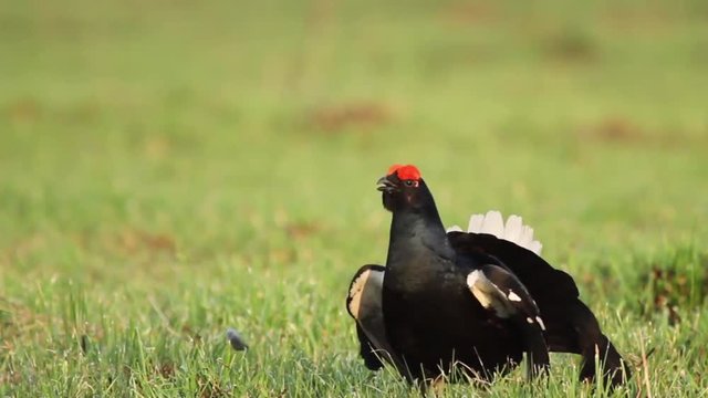 Black Grouses in the field
