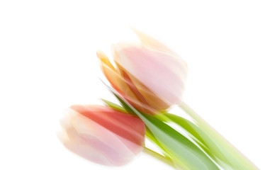 2 Tulpen abstrakt vor weißem Hintergrund mit viel Platz für Text