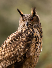 Eurasian Eagle Owl