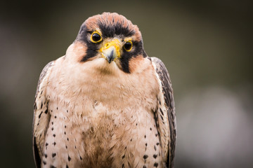 Lanner Falcon