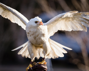 Leucistic Red-Tailed Hawk