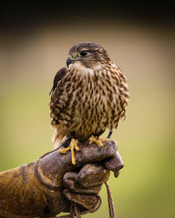 Merlin