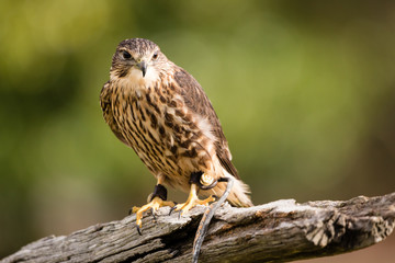 Merlin