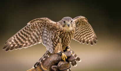 Merlin