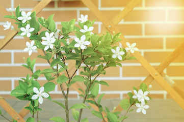 Closeup little white blossom flowers with blurred red bricklayers wall and wooden fence in background