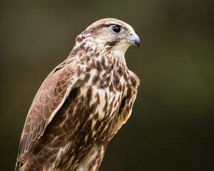 Saker