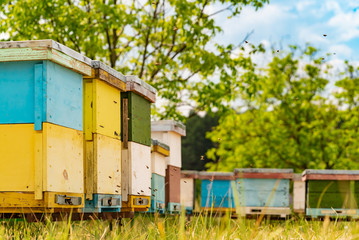 Fototapeta na wymiar Colourful wooden beehives in the grass and bees bringing pollen for honey on the natural background. Many bees flying in and out near the area of hives.
