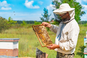 Concentrated beekeeper in a white protective hat wearing a white shirt is checking his frame of honeycomb in the garden. Apiculture concept