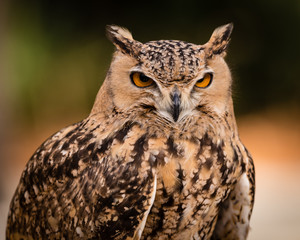 Savigny's Eagle Owl