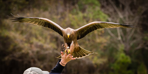 Yellow Billed Kite