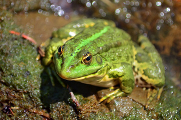 Green frog sitting on the shore of the pond in a natural habitat. fauna of Ukraine. Shallow depth of field, close-up.