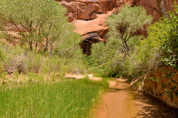 at the bottom of Coyote Gulch in Grand Staircase - Escalante National Monument area (Kane, county,...