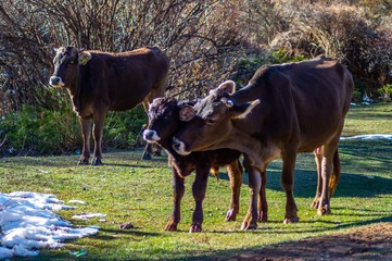 A family of cow in the field