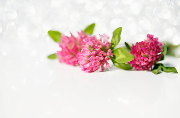 festive background with bright pink clover flowers on white shiny